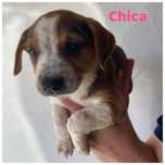 Cachorrinhos 2 meses adoção responsável