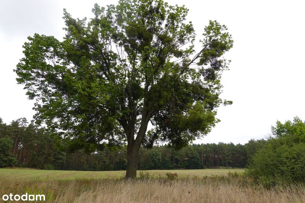 Sprzedam siedlisko i działki leśne