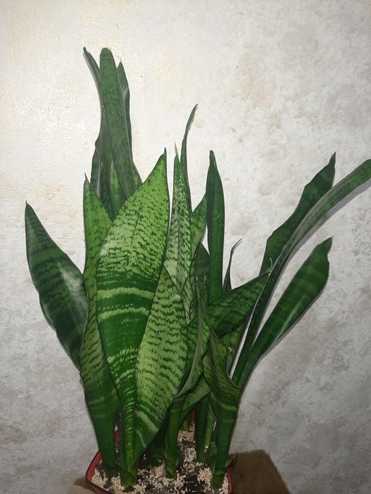 Сансевиерия sansevieria