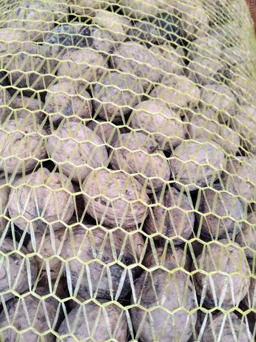 Sprzedam orzechy włoskie posiadam 2 tony