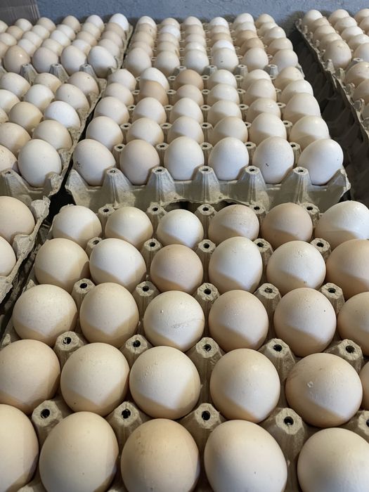 Świeże jaja jajka wolny wybieg wiejskie