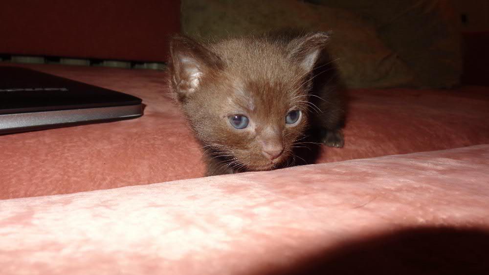 Бурманские котята (бурма)