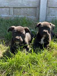 American Bully XL black