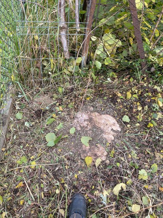 Koszenie działek, wycinka drzew, zarośli, prace porzadkowe itp.