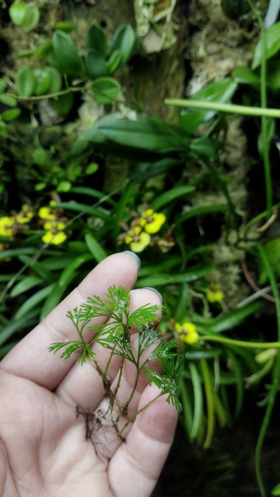 Мініатюрна папороть Elaphoglossum peltatum