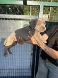 American bully XL - macho