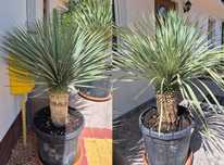 YUCCA ROSTRATA Jukka mrozoodporna do ogrodu i na taras