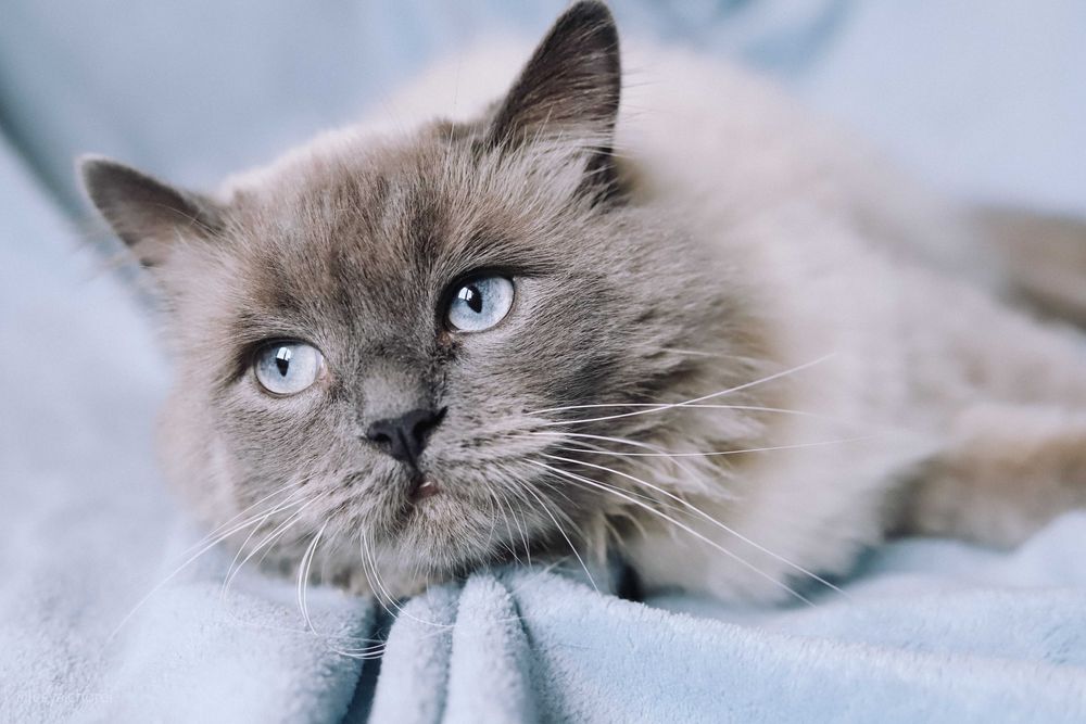 Кіт шукає родину