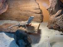 agama karłowata z terrarium i dodatkami