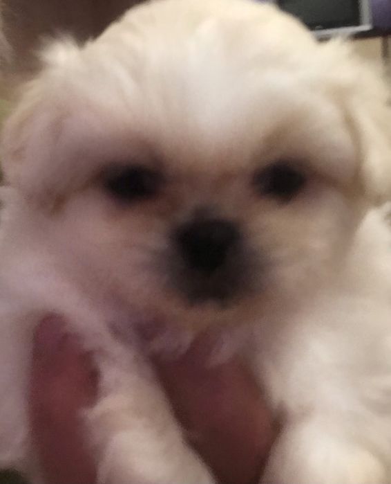 Продаються пікінеси