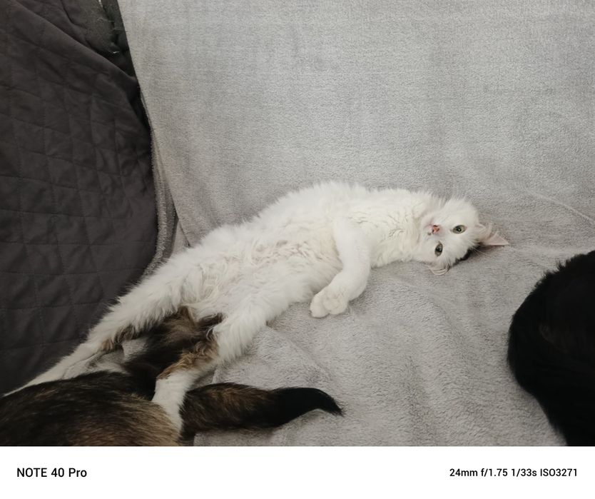 Cudowny Lizak szuka domku