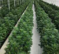 Cannabis / Estufas Agrícolas / Agricultural Greenhouses