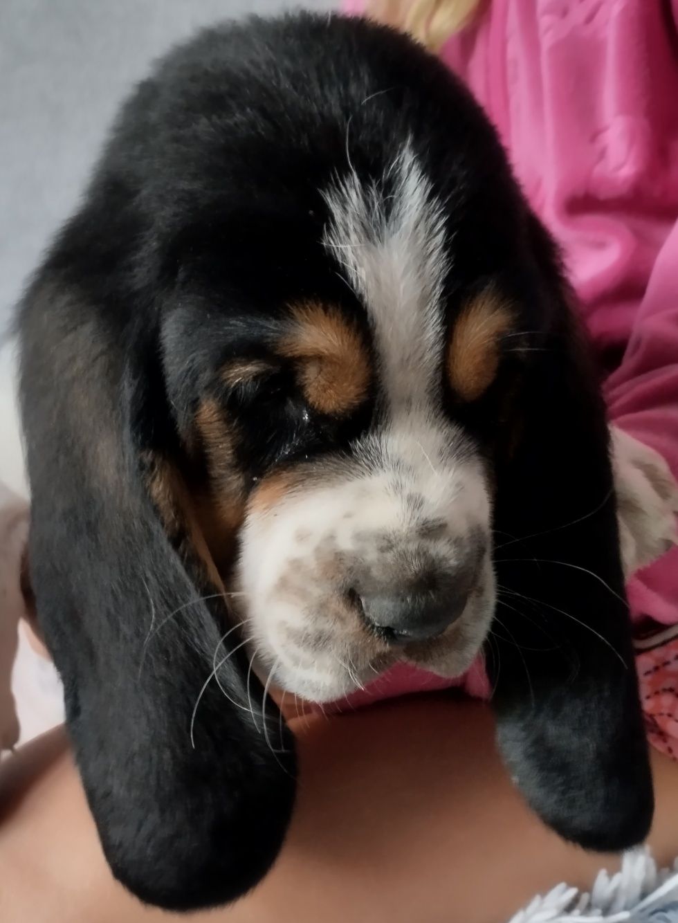 Basset Hound -chłopak.