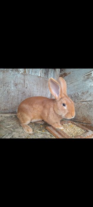 Кролики різних порід