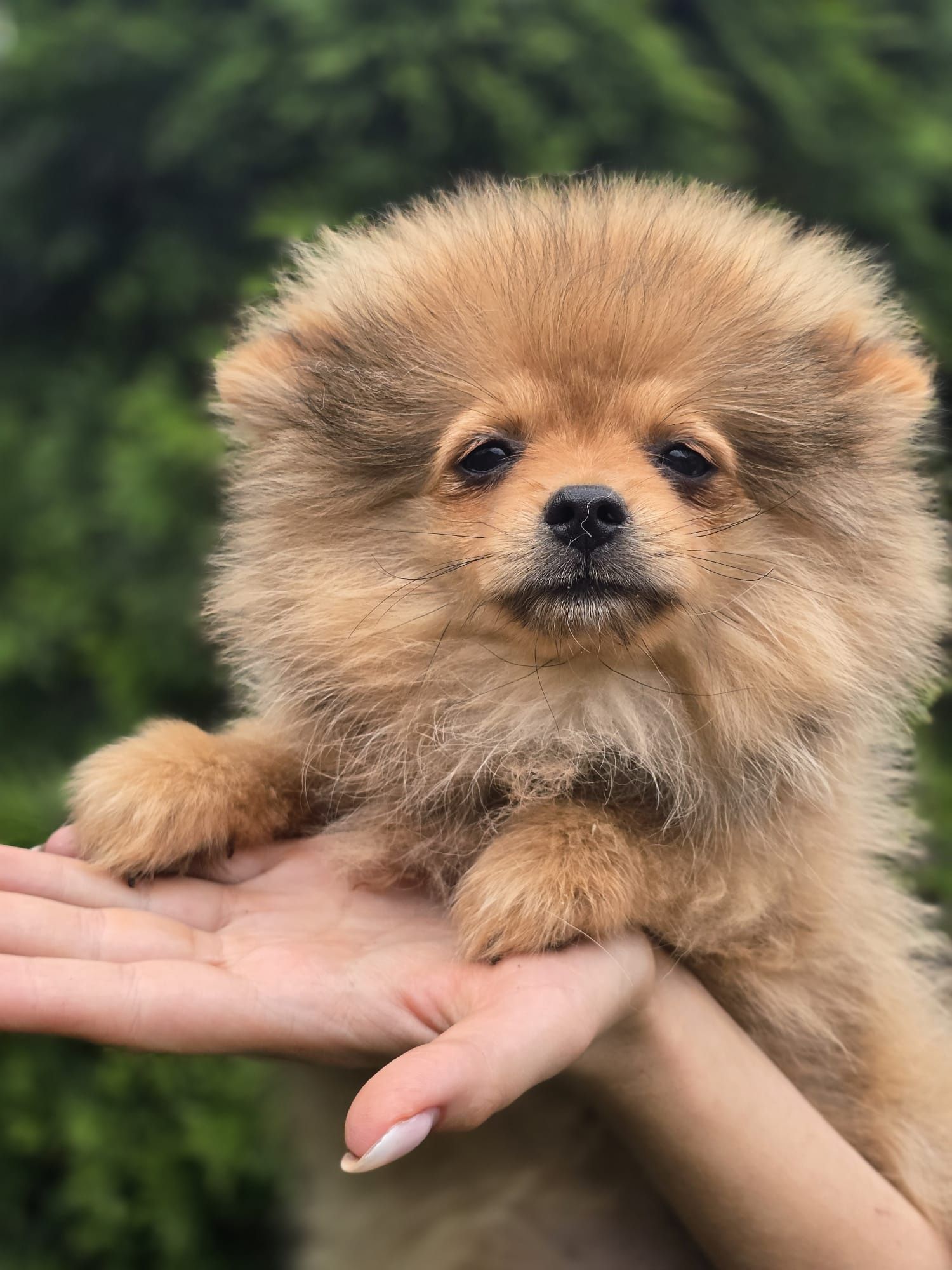 Szpic miniaturowy POMERANIAN suczka metryka chip Do odbioru