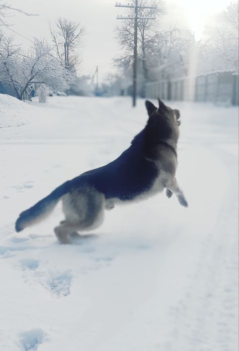 Восточноевропейская овчарка