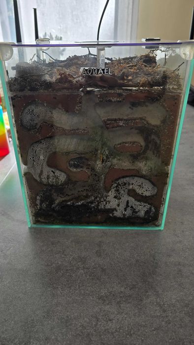 Formikarium plus mrówki