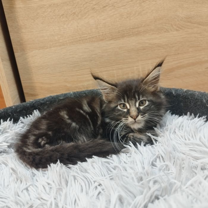 Chłopczyk Maine Coon