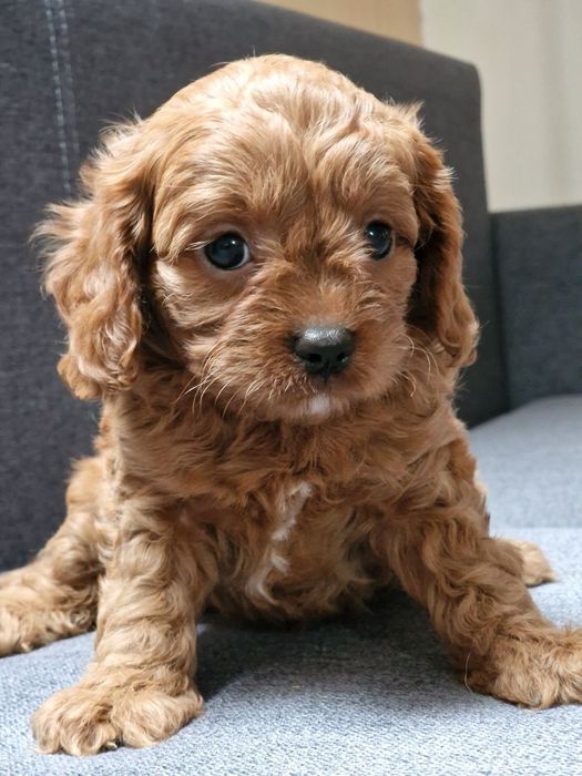 Кавапу як мальтипу дівчатка