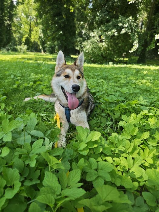Super pozytywny, łagodny i przyjacielski pies -  husky szczeniak