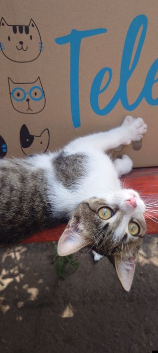 Котенок Алиса бесплатно. Котята даром. Кошка. Кошечка.