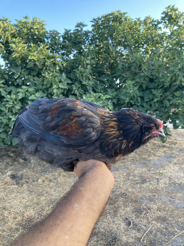 Frango hibrido de Faverolles x Araucana