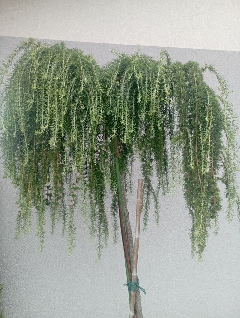 Modrzew pendula szczepiony na wysokim pniu 195 cm.