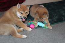 SHIBA Inu " Suczka czerwona  Do ODBIORU