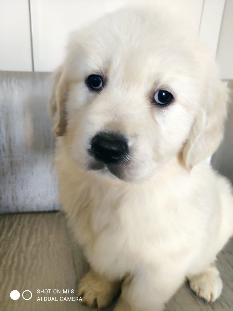 Golden retriever com lop, afixo e de linhagens de multicampeões