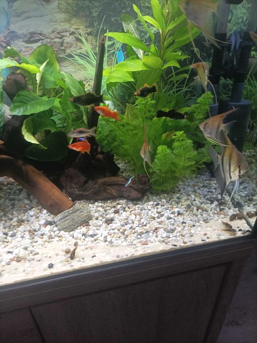 Mieczyki czarne i czerwone