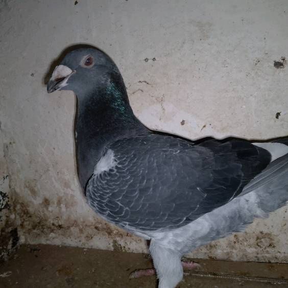 Gołębie staropolskie samice