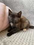 Iskierka do adopcji