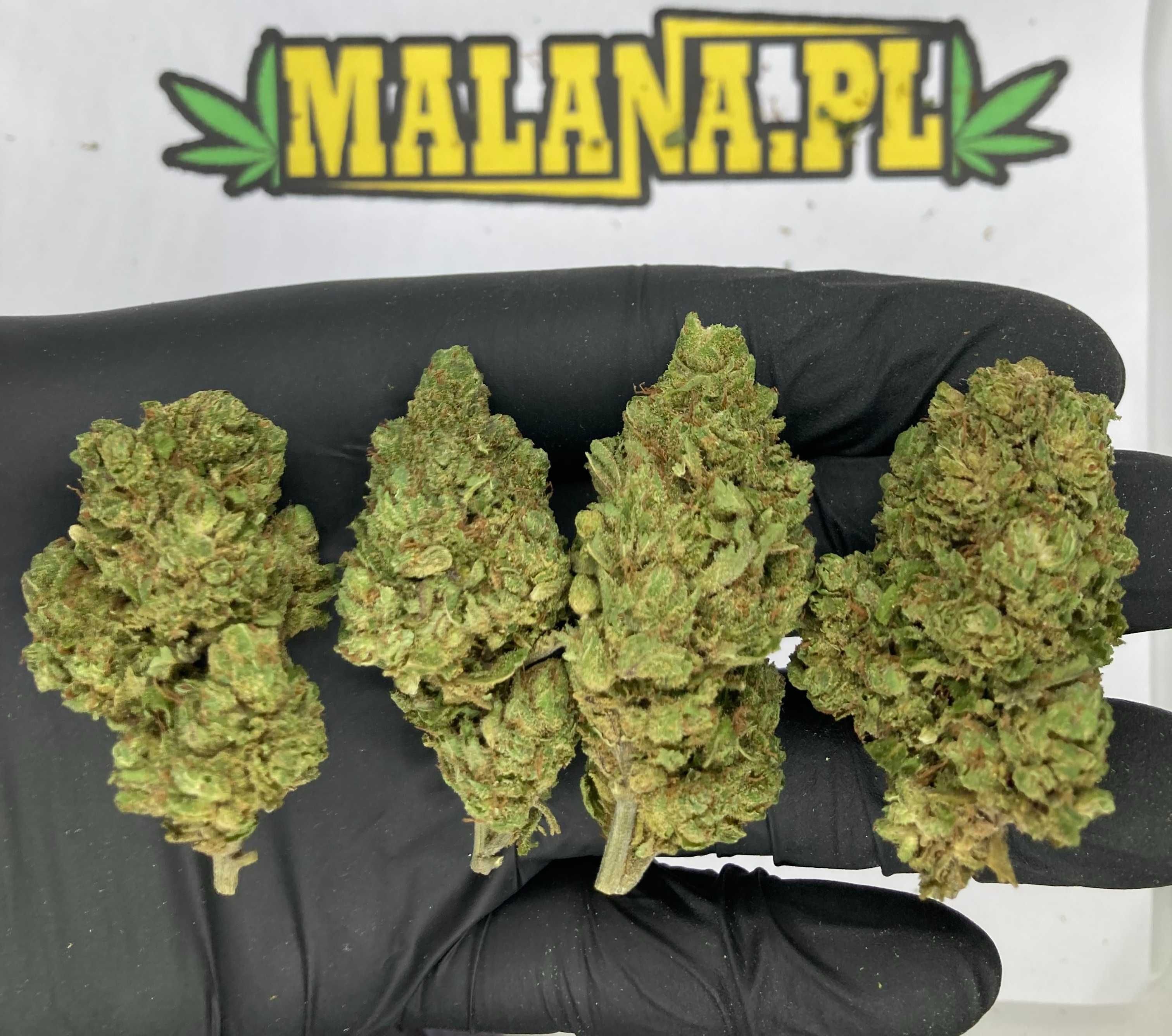 Lekki Jasny Susz CBD Pineapple Express 10g || MALANA.PL CBD