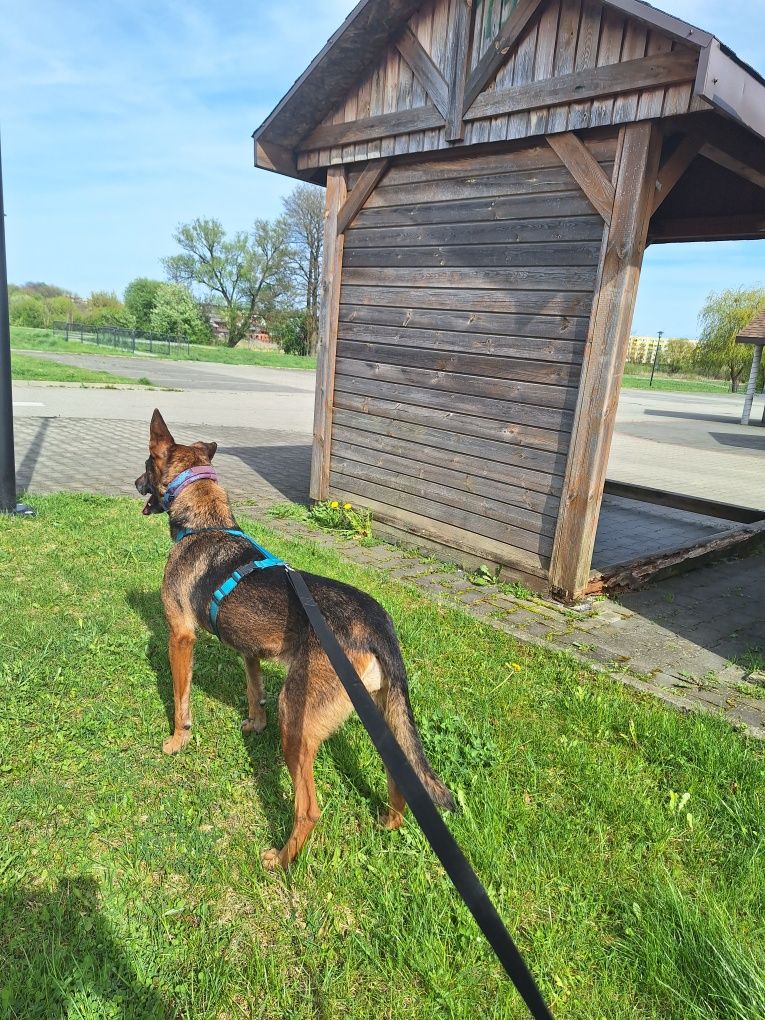 Bella w typie Belga szuka domu stałego