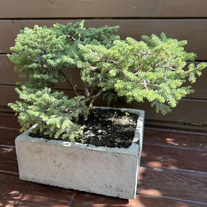 Donica ręcznie wykonana bonsai swierk mini