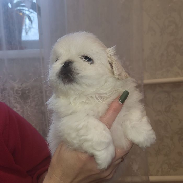 Пекінес цуценята