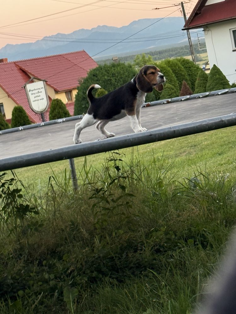 Piękna sunia beagle