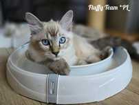Kotka Ragdoll Gaja