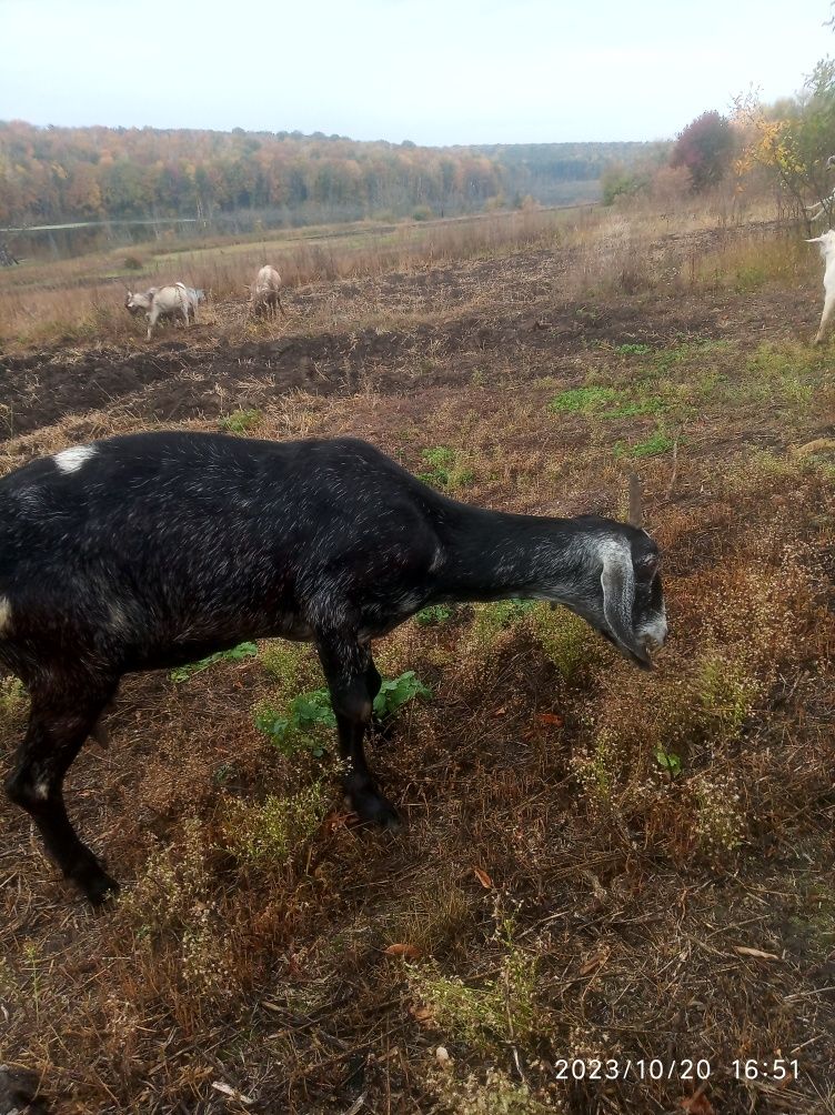 Кози.продам.козенята