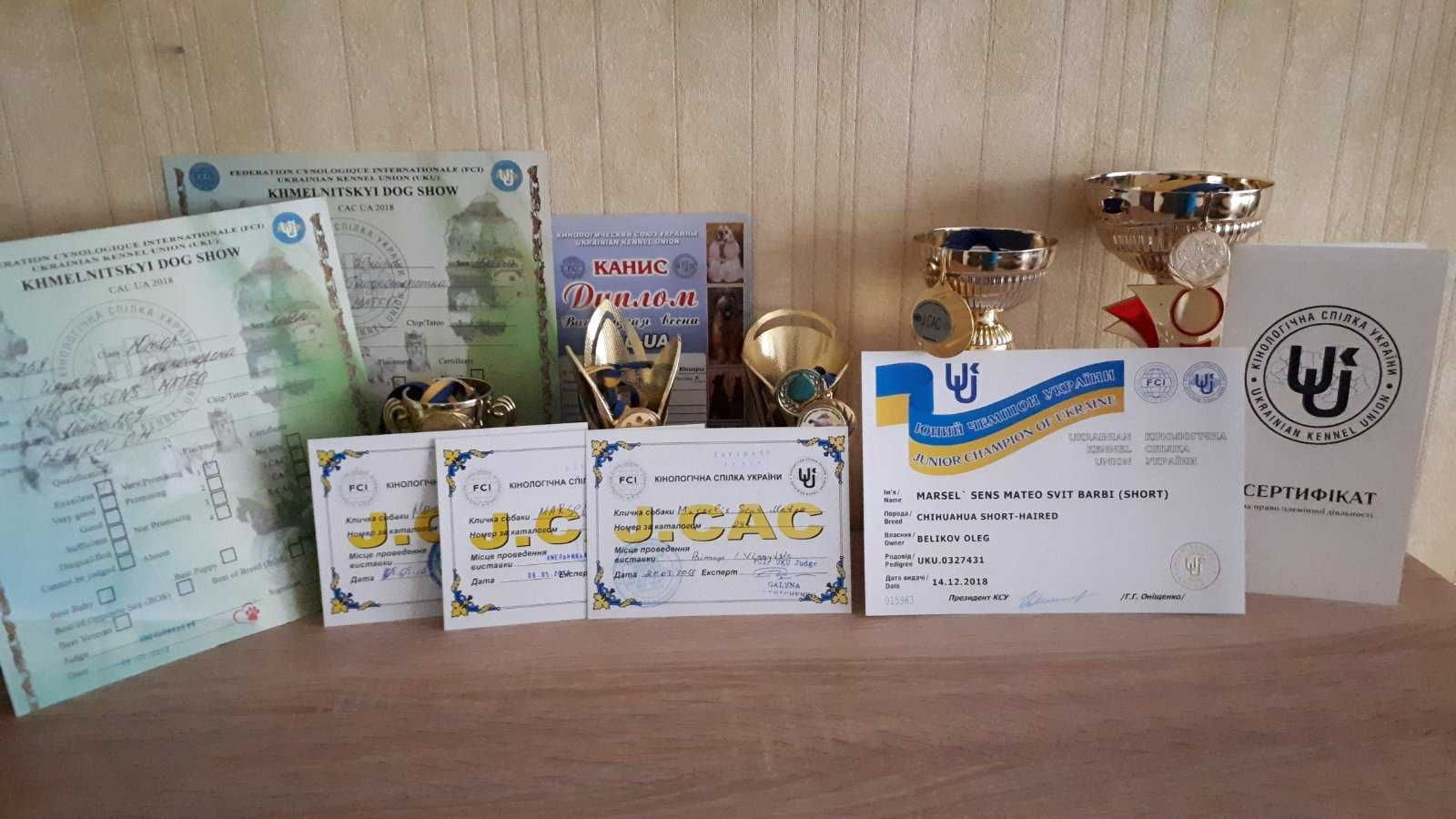 Чихуахуа кобель вязка