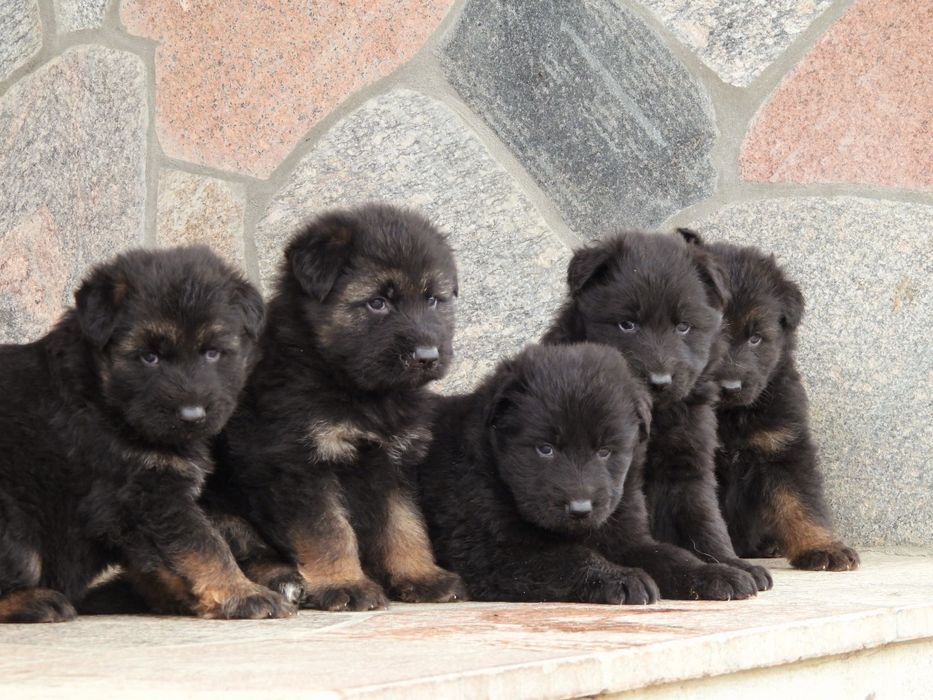 PIESEK !!! Owczarek Niemieck Długowłosy !!!