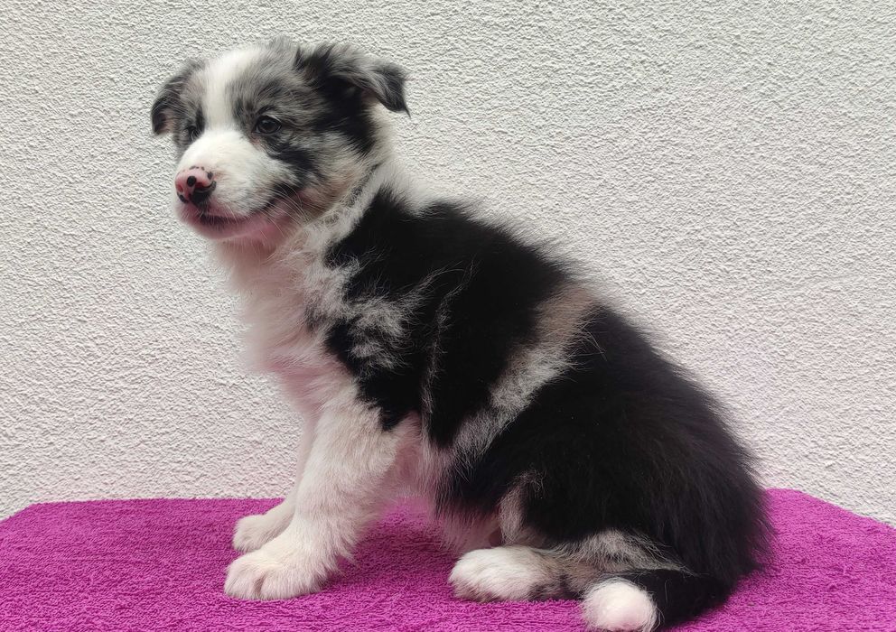 Szczenię BORDER COLLIE z Hodowli - Rasowy pies z pełną dok.