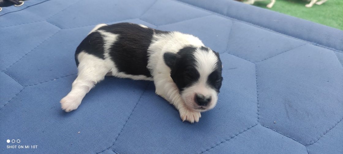 Piesek maltipoo z metryką