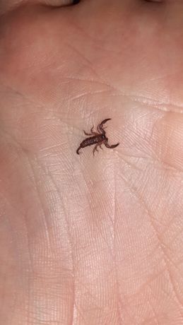 Skorpion Liocheles australasiae (partenogeneza)  10 sztuk L2/3  Pilnie