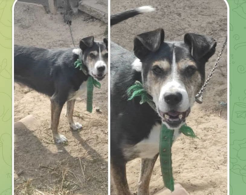 Пропала собака Верхняя Хортица