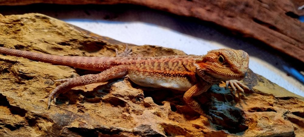 Agamy brodate młode