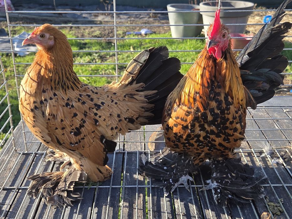 Karzełki łapciate para