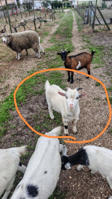 Vendo cabrito e cabras anãs
