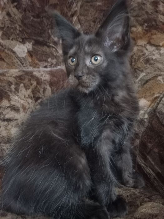 Czarny kocurek Maine Coon