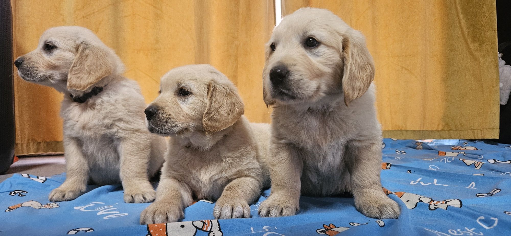 Golden retriever